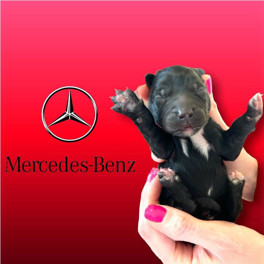 petoskey goldendoodles' new hey valet litter new puppy mercedes