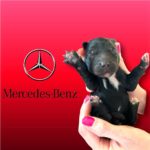 petoskey goldendoodles' new hey valet litter new puppy mercedes